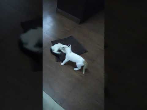 Cat Fight1