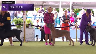 Bagaimana Juri Menilai Cane Corso dalam Dog Show?