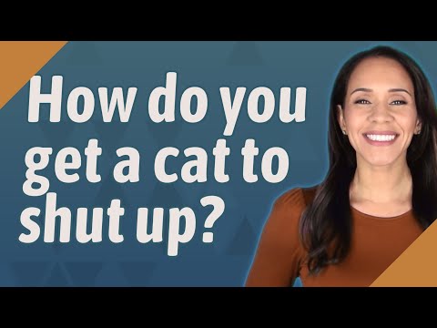 How do you get a cat to shut up?