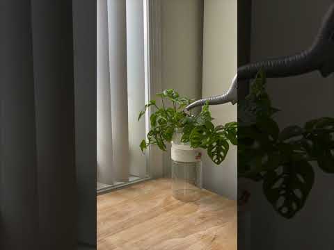 Watering a monstera adansonii #shorts #plants