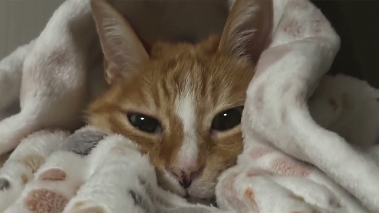 【猫動画】WBC！ワールドクラスにベストでカワイイニャンコ動画！〜にゃんともパレード〜#猫動画#猫#447