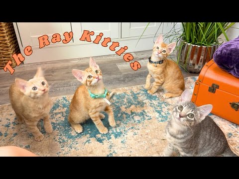 Cat for adoption - Australia (Jeff) Ray, a Domestic Short Hair Mix in Friendswood, TX | Petfinder