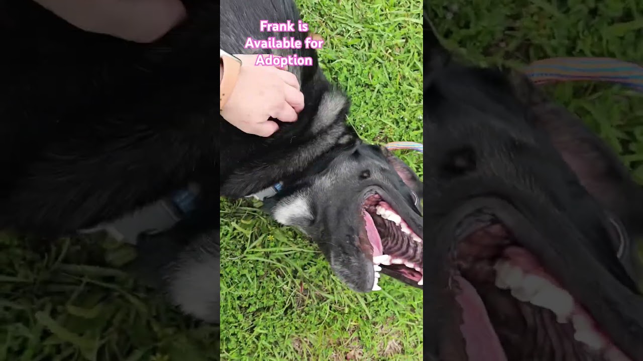Enlarge FRANK, a ADOPTABLE mixed breed in Madisonville, LA video 6/6