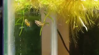 micropoecilia parae || males sparring