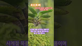 Download lagu 흑담 자촉..안시성으로 불리웠던 풍란#콩이 #풍란 #부귀란 #風蘭 #富貴蘭 #orchids #vanda #shorts #흑담 mp3 Download lagu 흑담 자촉..안시성으로 불리웠던 풍란#콩이 #풍란 #부귀란 #風蘭 #富貴蘭 #orchids #vanda #shorts #흑담 mp3