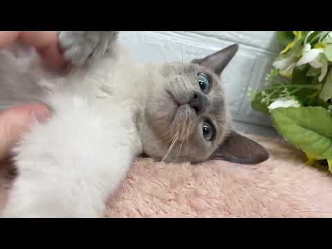 オリエンタルショートヘア