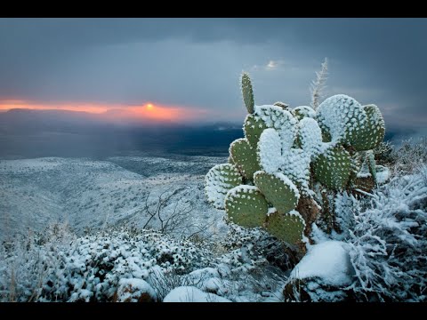 image-Can outdoor cactus survive winter?