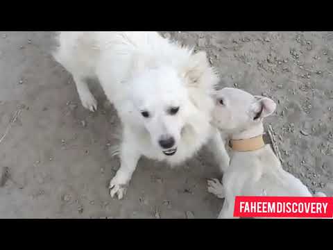dogs funny dogs beautyful dogs dog borking shekari Faheem Ashraf.Faheem Discovery.world discovery.