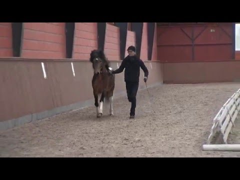 FIZO Kronshof - Exterieurbeurteilung 27.04.2016