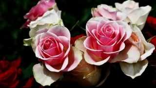 The Clientele - I can&#39;t seem to make you mine - Legendas Inglês Portugues