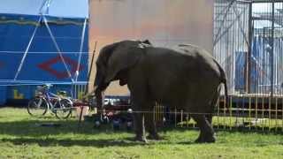 preview picture of video 'Zirkus Luna, Kaufbeuren. Hier kann man sehr gut die Verhaltensstörung des Elefanten erkennen.'