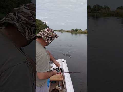 PESCA VARIADA DE RIO. Islas de Entre Ríos.Bagre amarillo#pescando#shotrs #shortsvideo