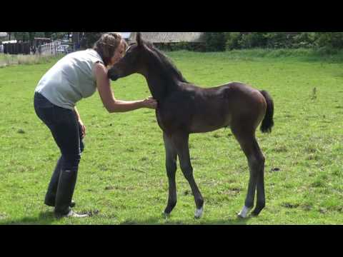 Lovely Dante Weltino A.S.(Dante Weltino x Damon Hill). 2 weeks young..