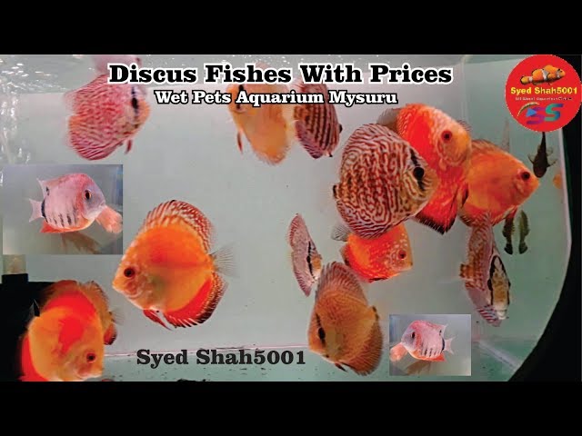 Discus Fish At Wet Pets Aquarium Market | Aquarium Fish Store Mysore #Discusfish