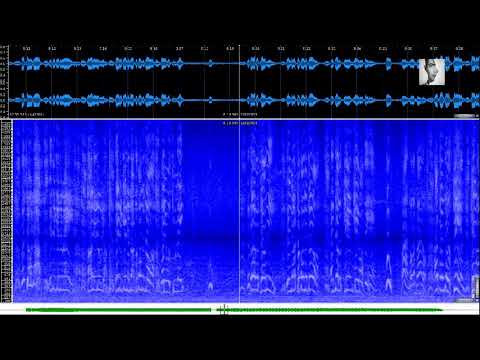 Steve Reich - It's Gonna Rain (1965)