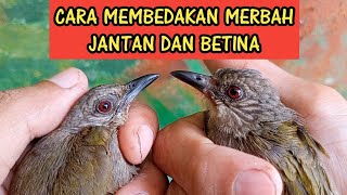 Download lagu HOW TO DIFFERENTIATE MALE AND FEMALE MERBAS mp3 Download lagu HOW TO DIFFERENTIATE MALE AND FEMALE MERBAS mp3