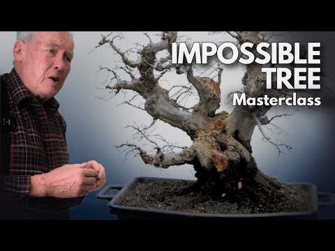 Carpinus orientalis Bonsai – The “Impossible” Tree That Shocked Walter Pall