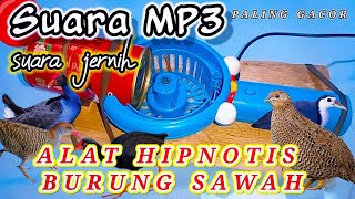 Download lagu 🔴VIRAL‼️ALAT HIPNOTIS SEMUA JENIS BURUNG SAWAH #hipnotisburung #alathipnotisburung #nangkapburung mp3