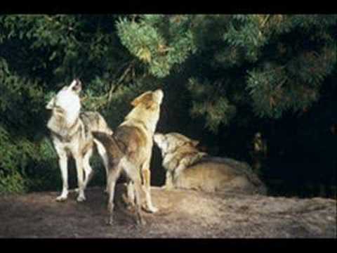 Myslovitz - Chłopcy