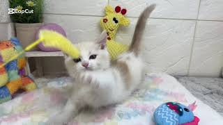 マンチカンの動画01