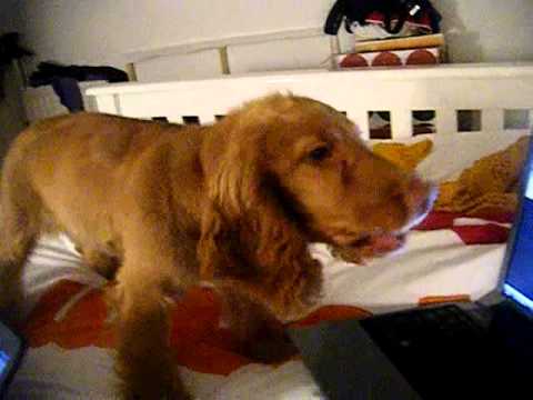 Cocker Spaniel Puppy Barking at youtube video.