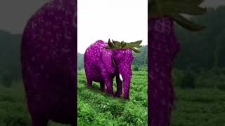 Elephant Siren - Police strawberry elephant