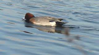 明石公園 剛の池の野鳥