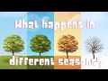 What Happens In Different Seasons