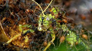 Army Ants Rampage Through The Forest  | The Hunt | BBC Earth