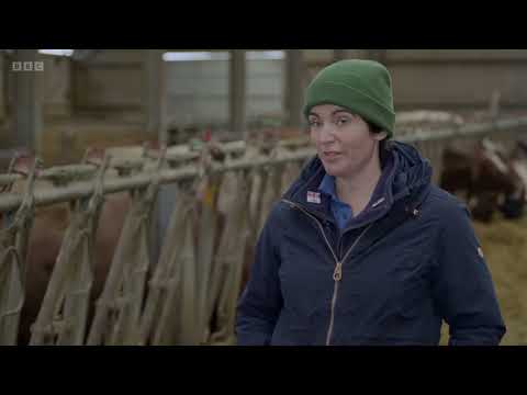 BBC Panorama, A Cow's Life - The True Cost of Milk