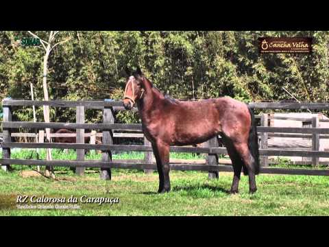 RZ CALOROSA DA CARAPUÇA