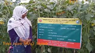 মুলাদী উপজেলায় তেল জাতীয় ফসলের উৎপাদন বৃদ্ধি প্রকল্পের সফলতা