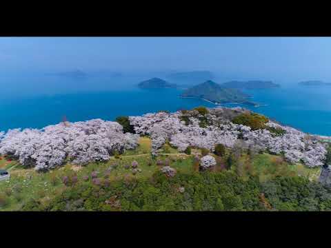 Full HD Mt.Shiude April 3rd 2018　紫雲出山山頂の桜