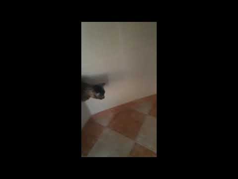 Tasha Mk -the funniest cat ever