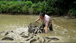 How to Catch Anabas in Mud Pond During Heavy Rain - Meeting & Petting 