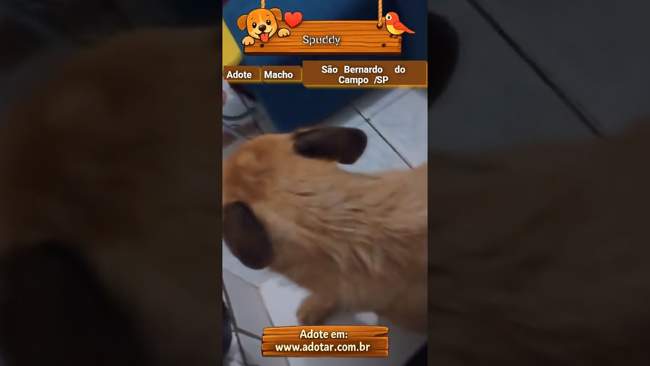 Cachorro raça SRD-ViraLata idade 2 anos nome Spuddy