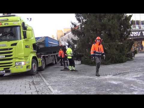 Julgran uppsatt i Luleå.23 nov. 2020