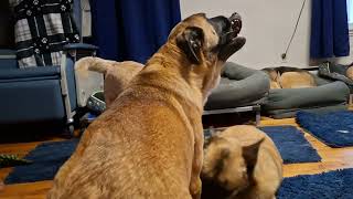 Video preview image #1 German Shepherd Dog-Unknown Mix Puppy For Sale in Sebec, ME, USA