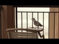 Seagulls Eating Pizza