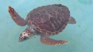 preview picture of video 'Green sea turtles in museum pool'