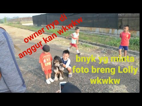 Lolly merenmeren ktmu suscriber baru nya owner jadi di asingkan wkwkwkw!!!!!??