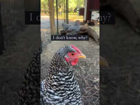 ココナッツは、彼女があなたを騙してくれることを願っています!🦆🤣 #アヒル #ジョーク #動物 #鶏 #ペットアヒル #農場