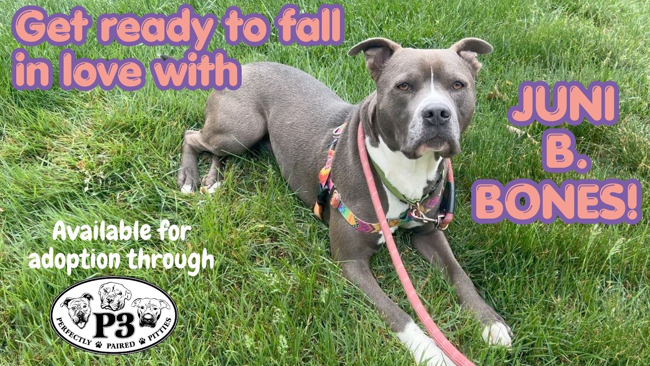 Enlarge Juni B. Bones (fka Junious), a Adoptable Pit Bull Terrier in York, PA video 2/6