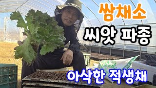 아삭아삭 포기생채 씨앗파종! 쌈채소 ???? 모종