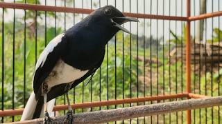 Download lagu SUARA PANCINGAN BURUNG KACER BIKIN LAWAN AUTO NYAUT mp3 Download lagu SUARA PANCINGAN BURUNG KACER BIKIN LAWAN AUTO NYAUT mp3
