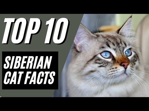 SIBERIAN CAT  - TOP 10 Facts and Pros and Cons
