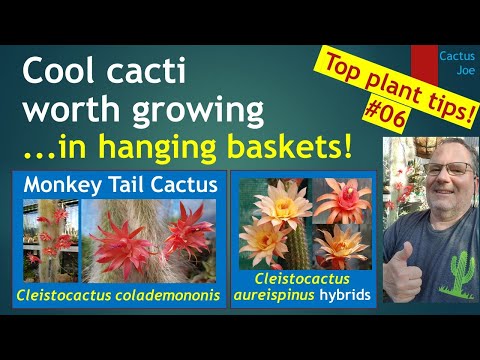 , title : 'MONKEY TAIL CACTUS How to grow in hanging baskets - Cleistocactus colademononis #cactuscare #cacti'