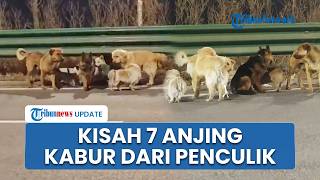 Kisah Viral 7 Anjing Kompak Kabur dari Penculik di China & Berjalan 17 Kilometer, Saling Bantu