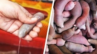 LE POISSON-PÉNIS D ASIE 