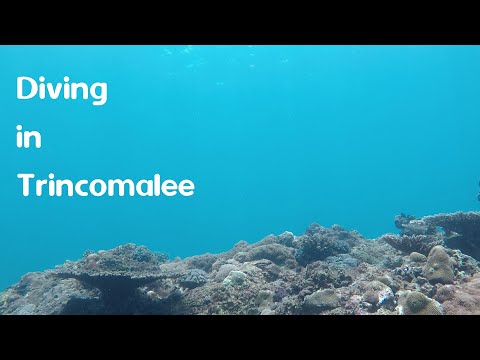Diving in Trincomalee